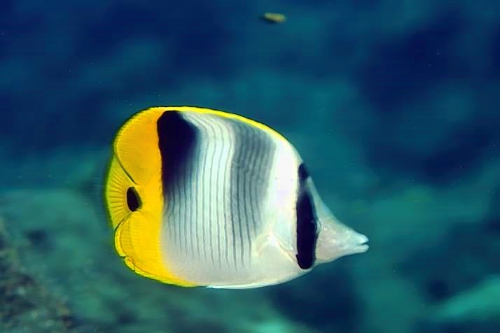 Vagabond Butterflyfish Chaetodon vagabundus