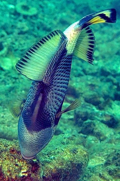 Titan Triggerfish, Balistoides viridescens