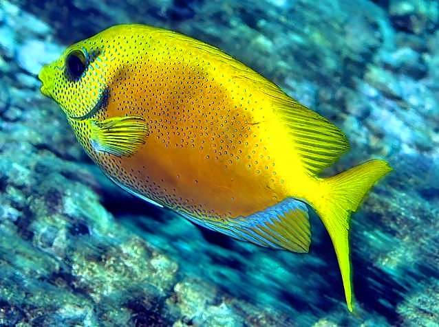 Coral Rabbitfish, Siganus corallinus