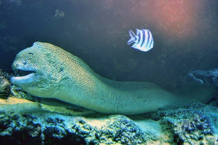 Laced Moray: Gymnothorax favagineus