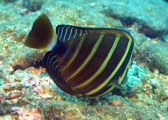 Sailfin Tang, Zebrasoma veliferum 