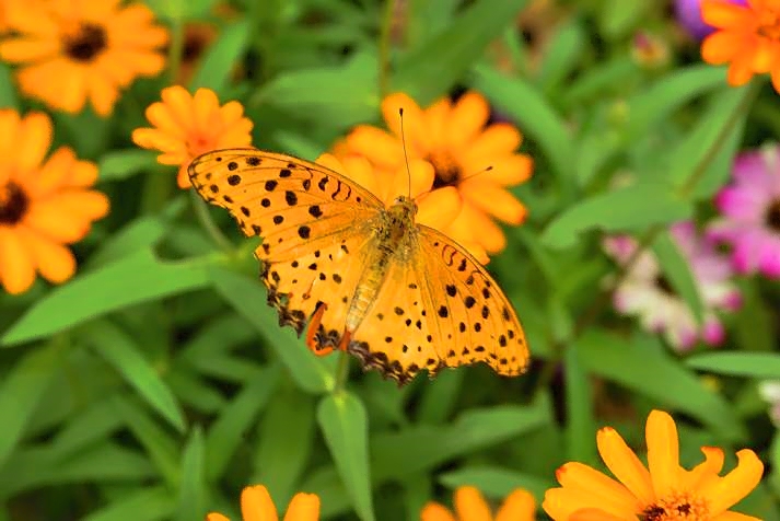 Orange Butterfly on Orange Flowers