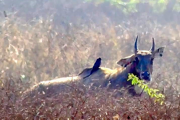Zebu, In Landscape, With Cleaning Bird