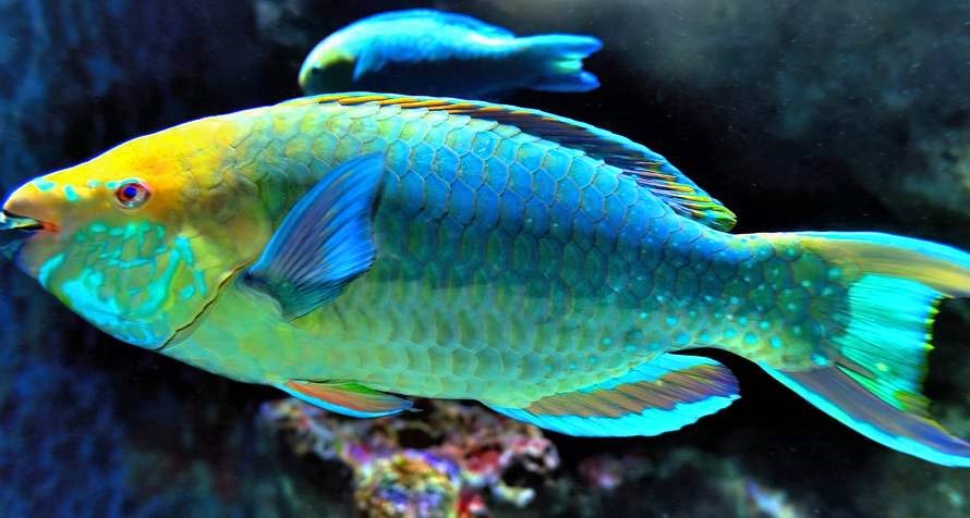Colourful Parrotfish 