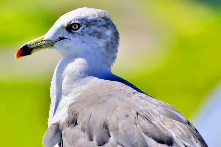 Seagull CUp 