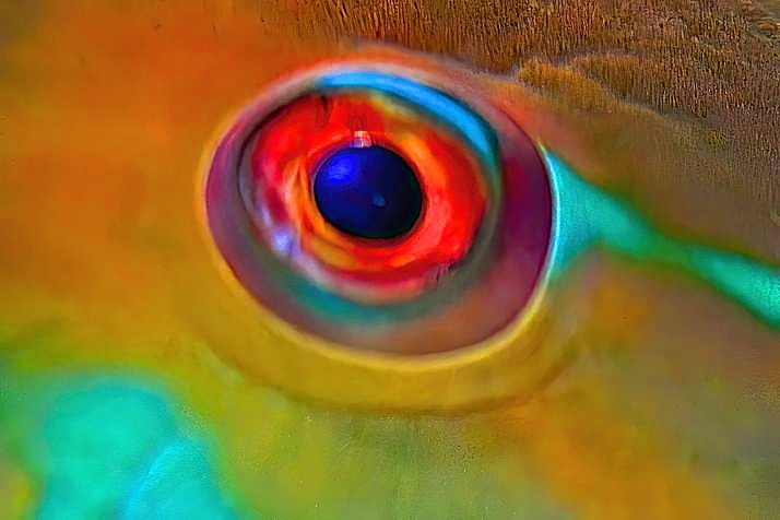 Parrotfish Eye, CUp