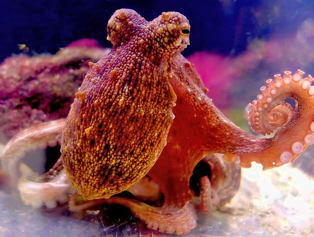 Tako In Aquarium