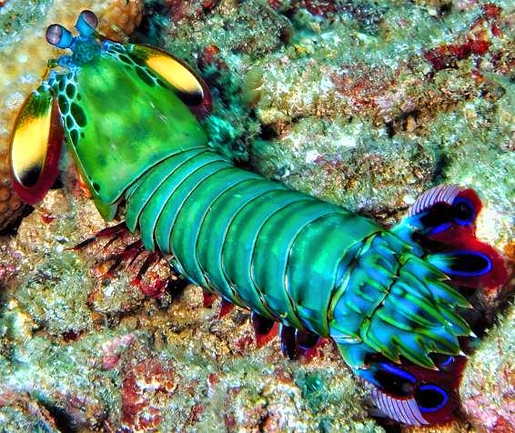 Manthis Shrimp