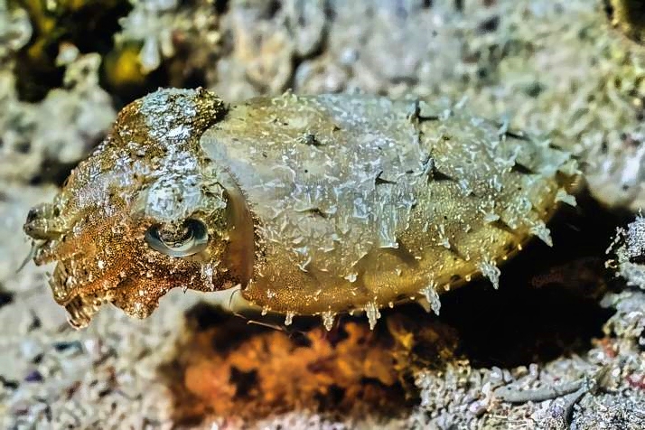 Small Cuttlefish