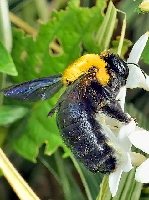 Brown-Belted Bumblebee (Bombus griseocollis ) 