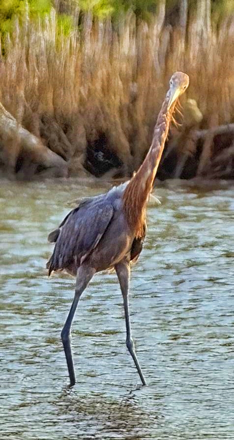 Heron, Reddish Egret (Egretta rufescens), In Water, Looking at Me