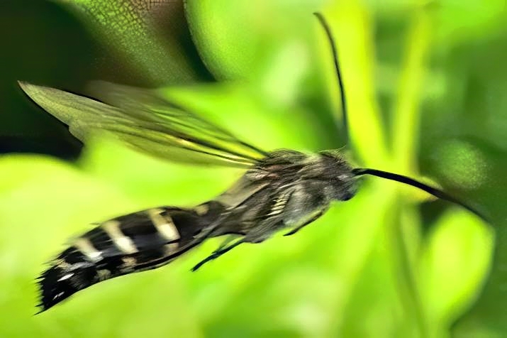 Bee Flying