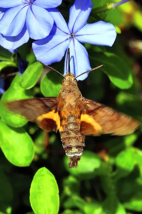 Hummingbird Hawk-Moth (Macroglossum stellatarum), Feeding