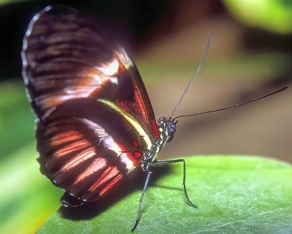 Red Butterfly