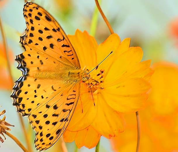 Orange On Orange