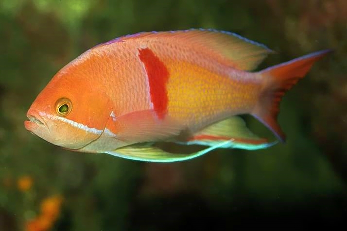 Red-belted Anthias, Pseudanthias rubrizonatus