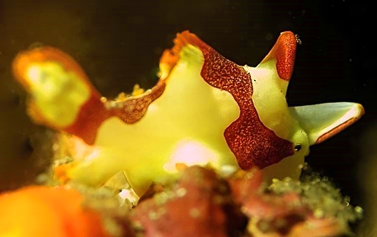 Minute, Warty Frogfish Antennarius maculatus, Baby
