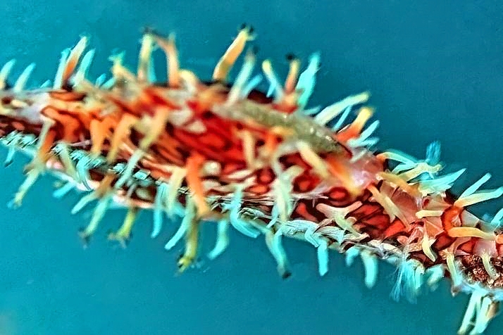 Eggs Inside Ornate Ghost Pipefish
