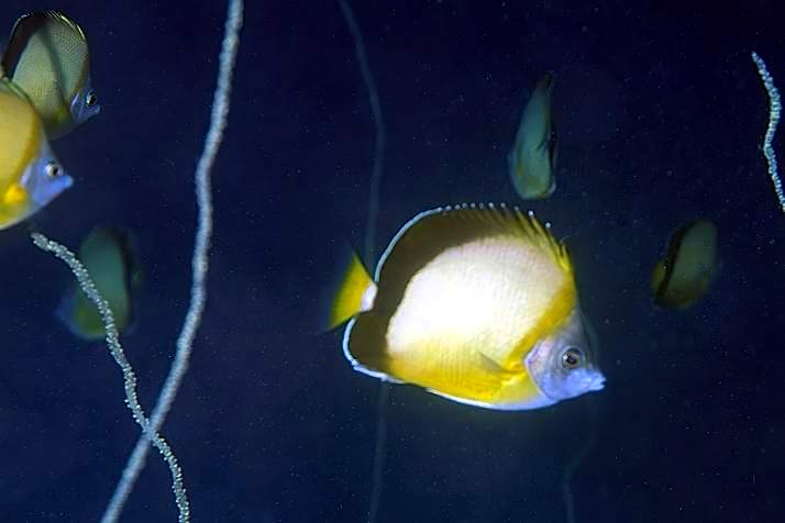 Japanese Butterflyfish, Chaetodon nippon