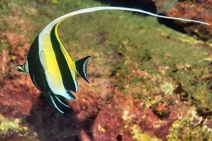 Moorish Idol