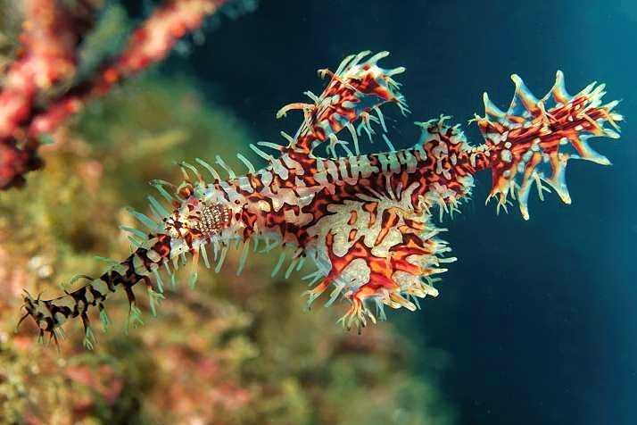 Ornate Ghost Pipefish With Eggs, Eye, Solenostomus paradoxus