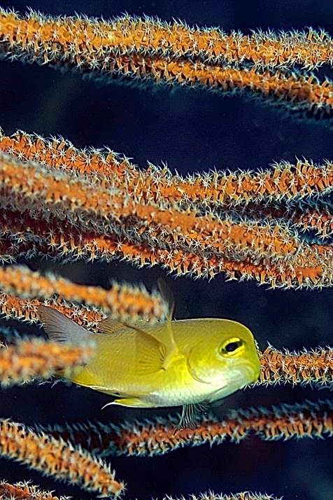 Golden Damselfish On Orange Gorgonian