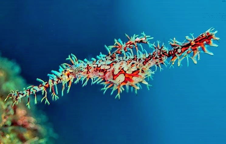 Ornate Ghost Pipefish, Blue Waters