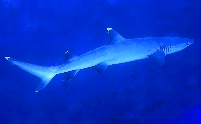 Whitetip Reef Shark In Blue Waters