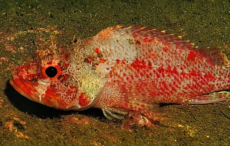 ISOKASAGO- Scorpionfish, Scorpaenodes littoralis
