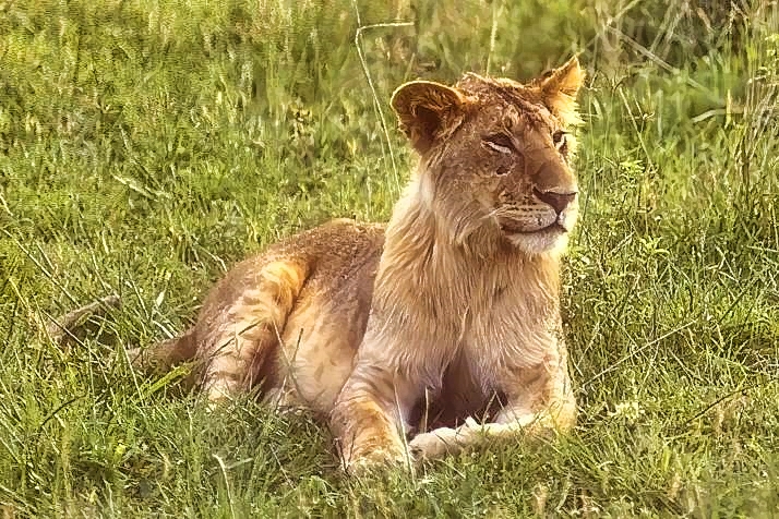 Young Lion, Watching