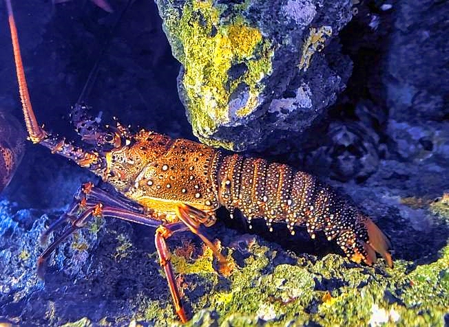 Bluespot Rock Lobster