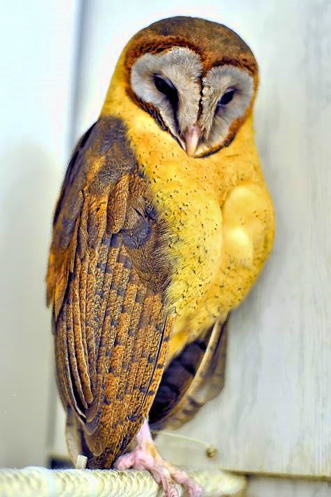 Coruja - Barn Owl
