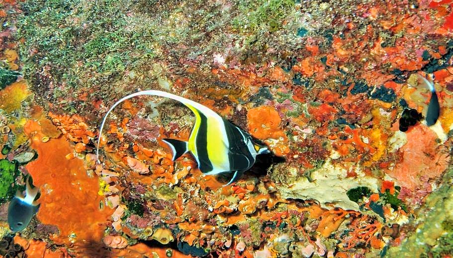 Moorish Idol On the Reef