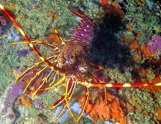 Small Spiny Lobster Palinurus elephas, Outside