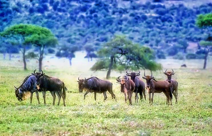 Gnus, or Wildebeest, Connochaetes taurinus