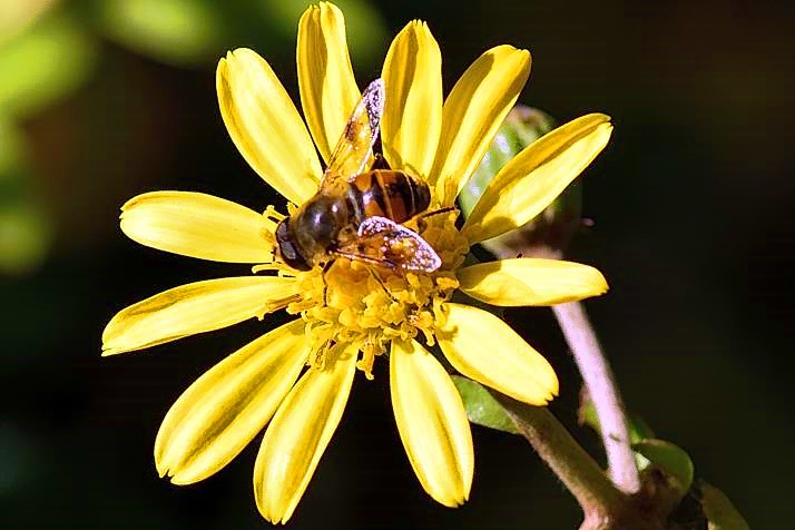 Bee on Yellow Flower