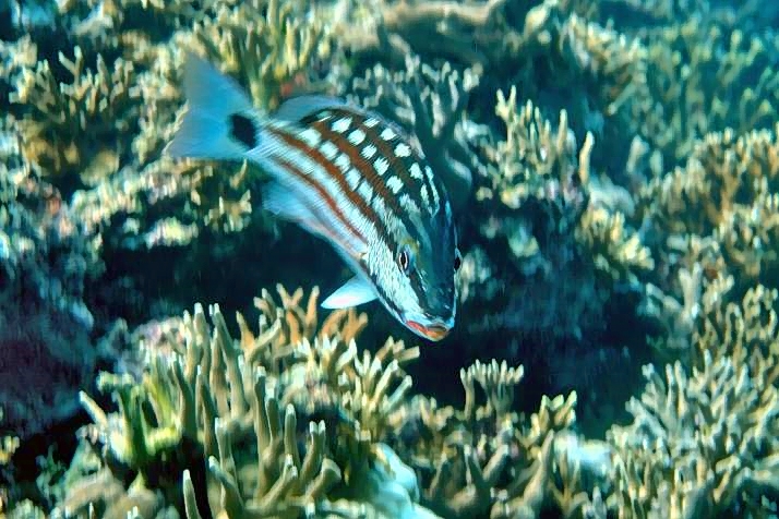 Checkered Snapper, Lutjanus decussatus, Coral Reef