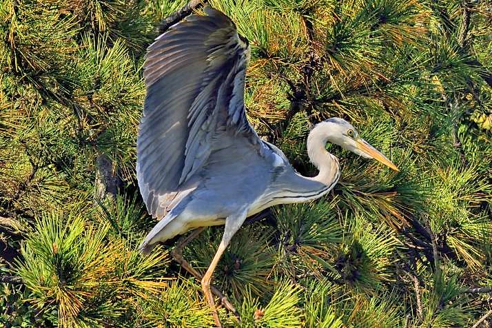 Gray Heron, Landing