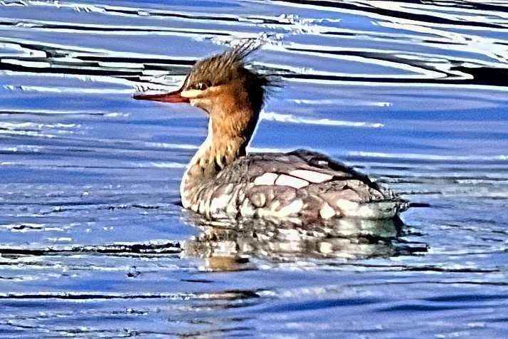 Clarks Grebe, Aechmophorus clarkii, Male