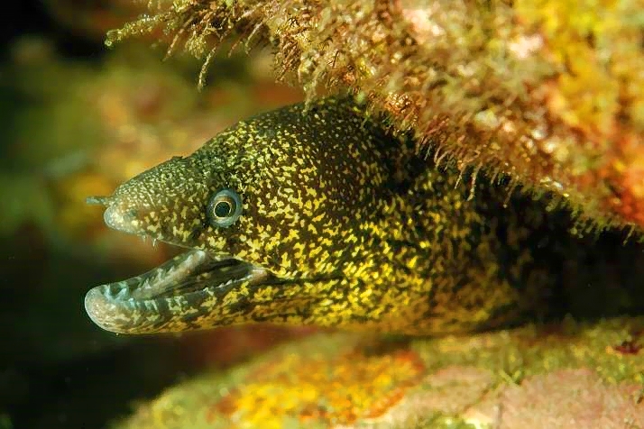 Yellowmargin Moray Eel Gymnothorax flavimarginatus
