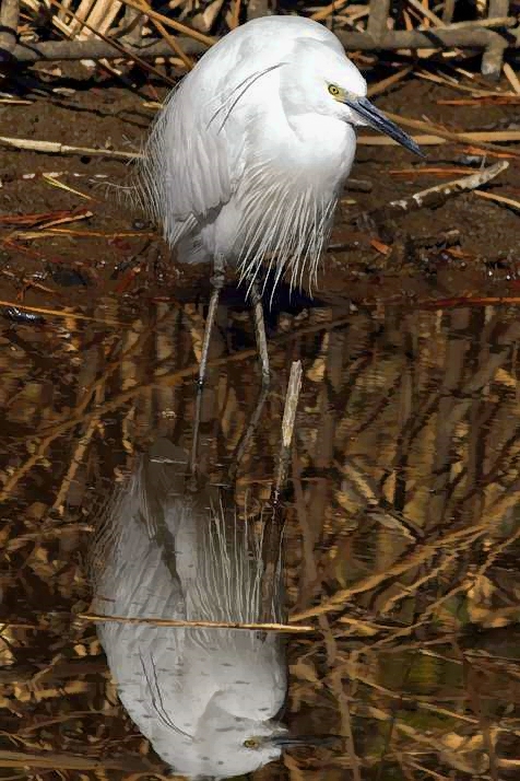 Egraite Reflection