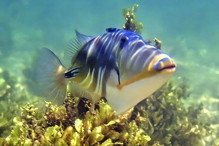 Asassi Picasso,Rhinecanthus assasi, On Shallow Grass