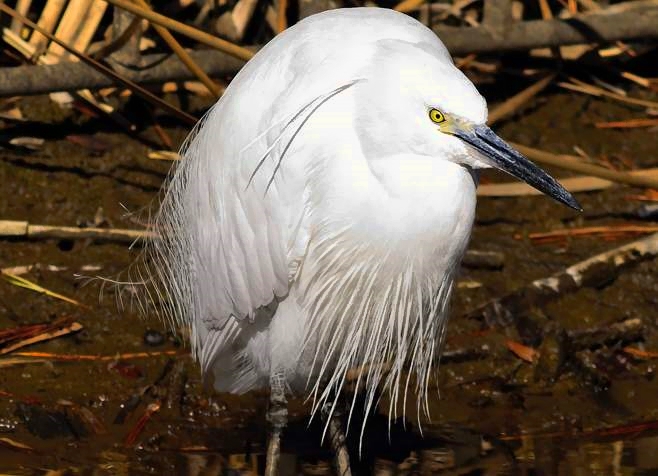 Egraite Heron, Close