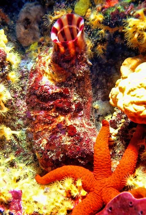 Ascidia And Starfish