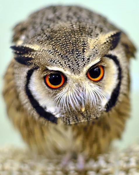 Inquisitive Ear Owel