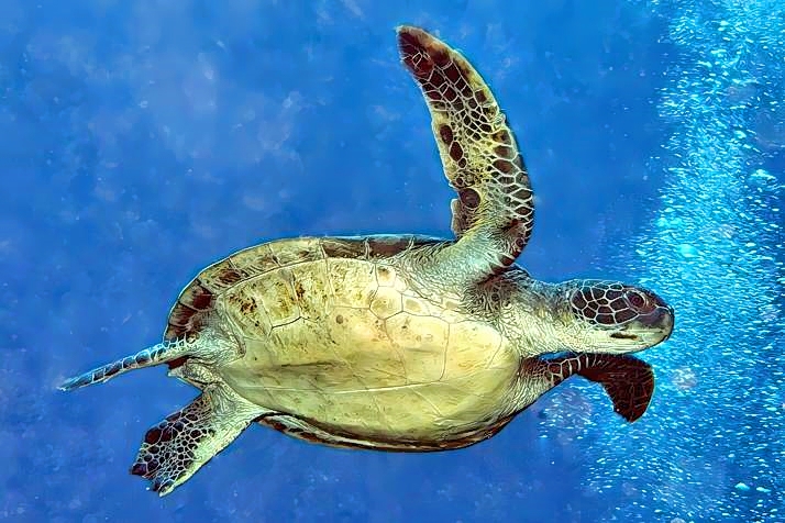 Green Turtle, Swimming