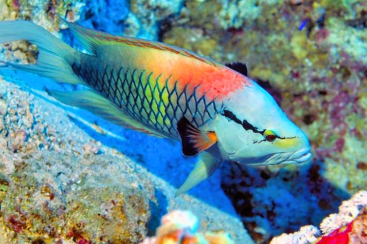 Slingjaw Wrasse  Epibulus insidiator, Male