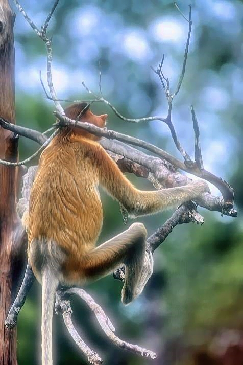 Proboscis Monkey, Young, On Tree     