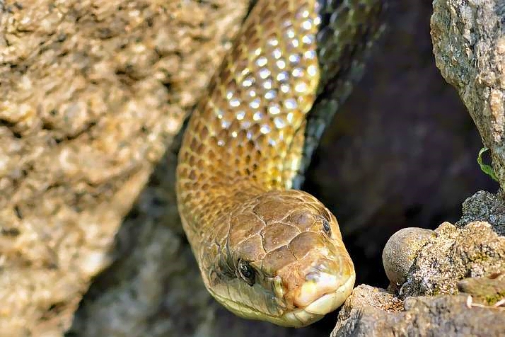 Snake