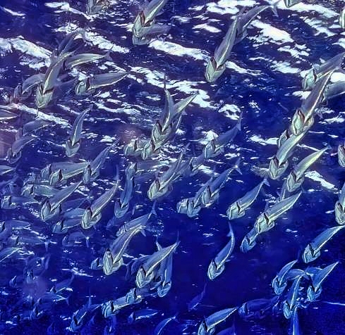 Fish Feeding Frenzy